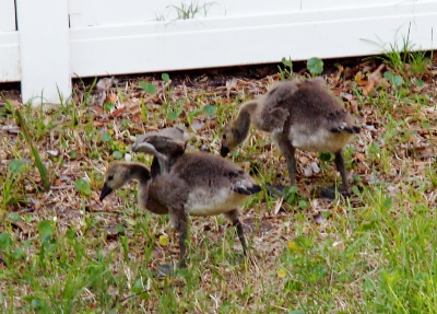 [Two goslings stand in the grass. The one closer to the camera is in the same stretching pose as in the prior photo with the wing muscles noticeably larger.]